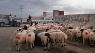 قربان برای قُرب/ در مورد خرید و ذبح/ چگونگی تهیه دام برای قربانی 