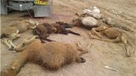 برخورد 4 خودرو با گله‌ای از شتر 