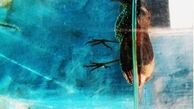 خاطرات سفر یک عکاس به نمایش درمی‌آید