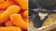 پفکی با طعم غذای دام!
