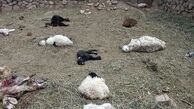 ۲ قلاده پلنگ ۳۷ راس گوسفند را در خلخال دریدند 