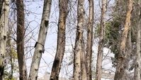 جریمه 3 میلیاردی برای خشک کردن درختان در نیاوران