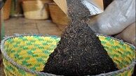 کنیا صادرکننده چای به ایران شد