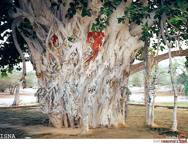 گیاهی برای طلب مهر و عشق / جادوگری ایرانیان با استفاده از گیاهان 