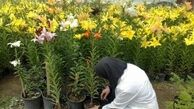 اقبال گلکاران خراسان رضوی چون عمر گل کوتاه