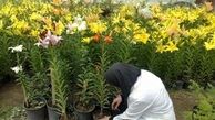 اقبال گلکاران خراسان رضوی چون عمر گل کوتاه