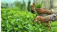 آخرین وضعیت مطالبات چایکاران
