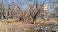 ردپای مافیای قطع درختان در پایتخت