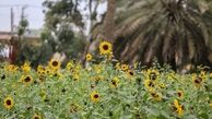 مزارع آفتابگردان در اهواز