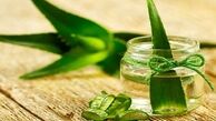 با آلوئه‌ورا به جنگ سرماخوردگی بروید!