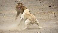 
درگیری خشن میمون با سگ + فیلم

