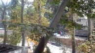 درخواست از شورای شهر تهران برای توقف ساخت هتل در خیابان ولیعصر
