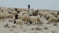واردات هفتگی ۵۰ هزار راس گوسفند زنده