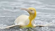 پنگوئن نادر طلایی رنگ+ عکس