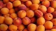 کاهش ۵۰ درصدی قیمت زردآلو
