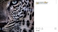 اینستاگرام::عکس/ نیم رخ زیبای یوزپلنگ
