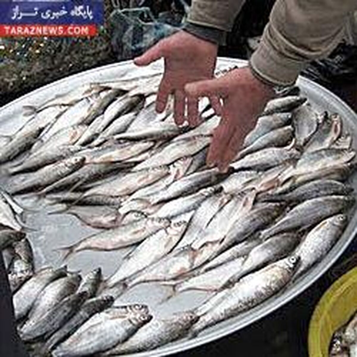 قیمت انواع ماهی شب عید