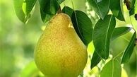 جولان گلابی قاچاق امریکایی در بازار 
