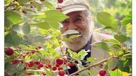 داریوش ارجمند در باغ گیلاس + عکس