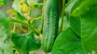 راهنمای کاشت انواع بذر صیفی جات