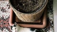 رونمایی پریناز ایزدیار از حیوان خانگی اش+عکس