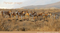 توییتر:: واکنش گور خر ها به تصمیم جدید محیط زیست