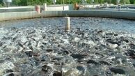 شناسایی یکهزار و 430 کیلوگرم ماهی قزل آلای غیربهداشتی