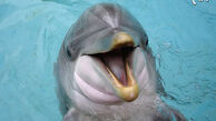 این حیوانات خندان و بامزه روزتان را می‌سازند/عکس