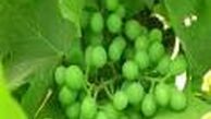 خواص کم نظیر غوره را بشناسید