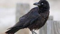 پرنده‌ نابغه