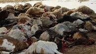 برخورد کامیون با 45 راس گوسفند در خرم آباد 