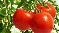 کاهش چشمگیر تولید سیب زمینی و گوجه فرنگی