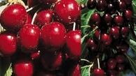 اگر می خواهید لاغر شوید گیلاس بخورید! 