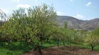 باغداران زنجانی از خسارت سرمای دیررس جلوگیری کنند
