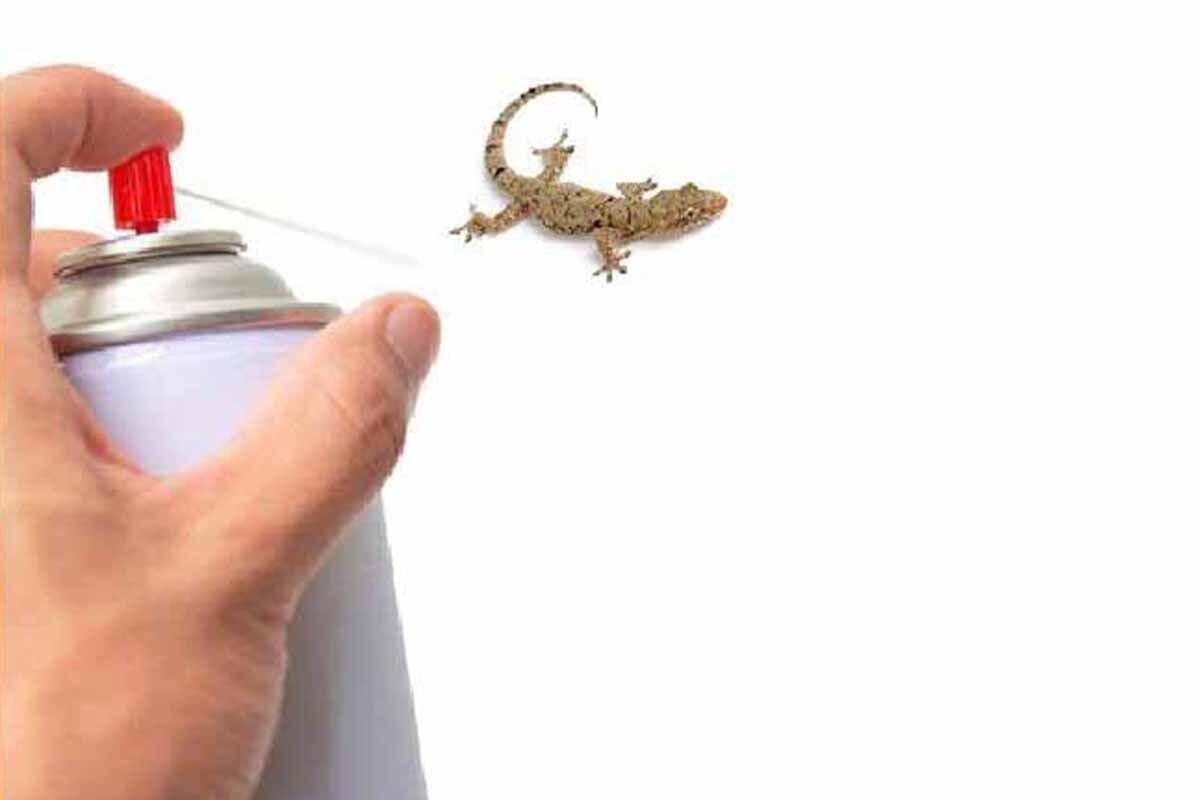 بهترین سم های مارمولک کش خانگی و روش استفاده صحیح از آن ها