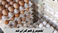 تخم‌مرغ هم گران شد ؛ شانه ای ۴۲۰  هزار تومان !