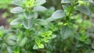 خواص و فواید آویشن گیاه قوی برای درمان بیماری‎ها
