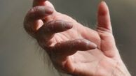 عکسی که نمی‌توانید باور کنید دست یک اورانگوتان است!
