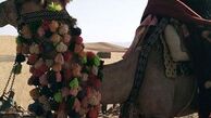 بیابان نوردی فلور نظری با شتر+عکس