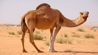 بکسل کردن خودرو با شتر!+ فیلم 