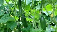 خیاری که به شوری مقاوم است!