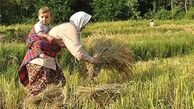 اقتصاد مقاومتی در وزارت جهاد کشاورزی در ۳ اقدام مهم خلاصه می‌شود