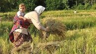 اقتصاد مقاومتی در وزارت جهاد کشاورزی در ۳ اقدام مهم خلاصه می‌شود