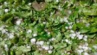 خسارت میلیاردی به بخش کشاورزی در پی سرما زدگی 