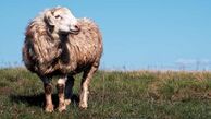 معرفی مراکز عرضه دام زنده شهرداری تهران