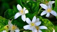 تاثیر بهار نارنج در لاغری / چه کسانی بهار نارنج بخورند ؟