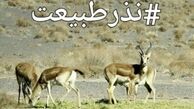 پدیده‌ای جدید به نام«نذر محیط‌زیست»