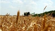 ایران ۳۵ هزار تن گندم به عمان صادر کرد