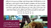 راه حل مریم امیرجلالی برای حمایت از حیوانات ولگرد
