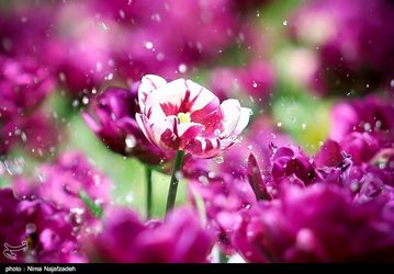 13940123112509075082354